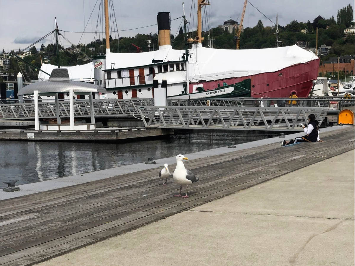 View of seagulls by the lake in Seattle