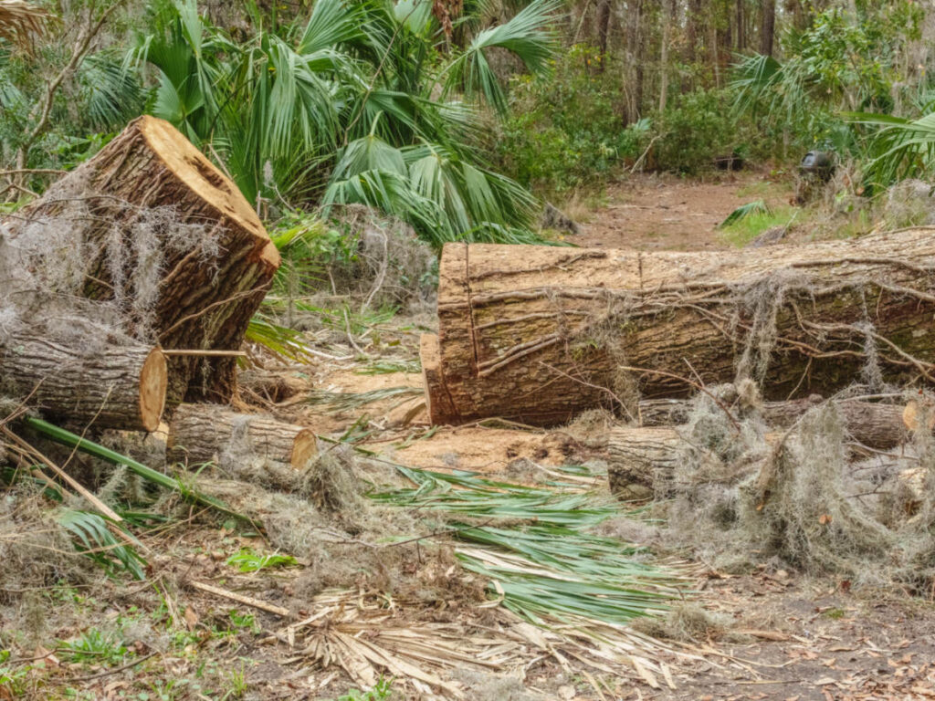 Sawn stump and trunk of fallen tree along Boggy Gut Trail in Sea Pines Forest Preserve