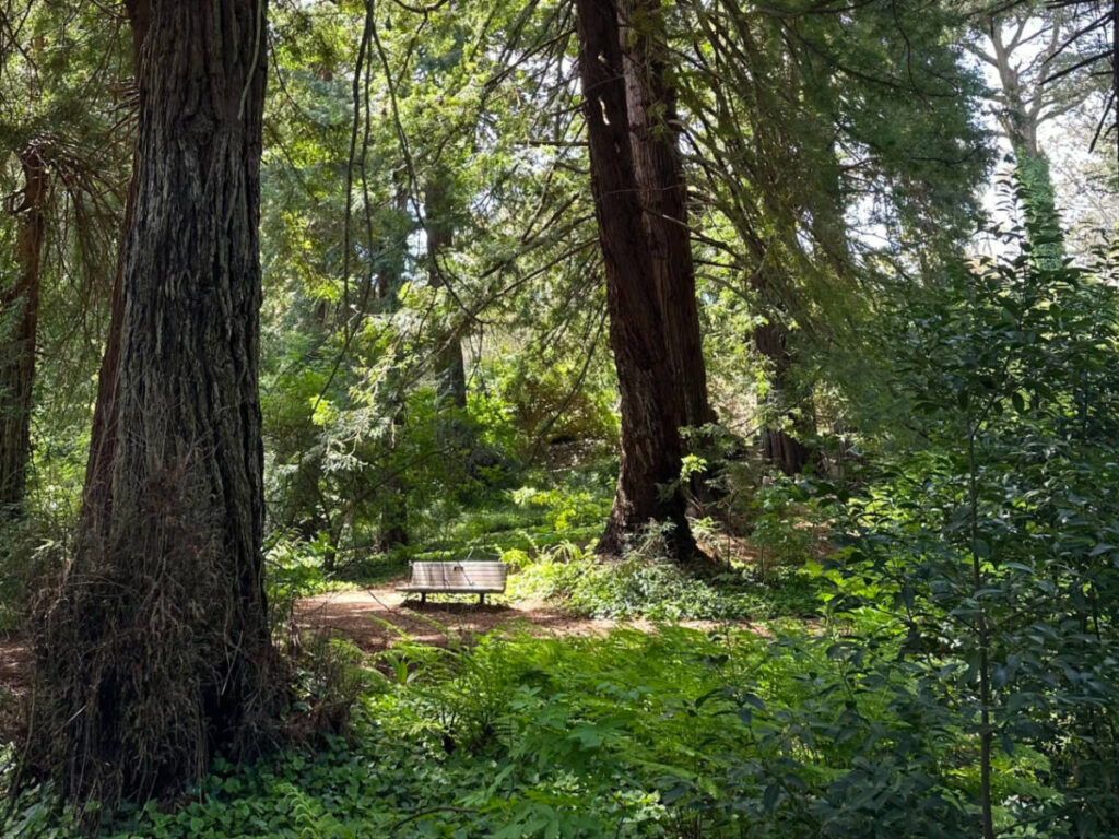 A bench at the Botanical Garden