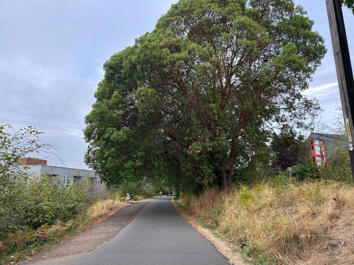 View at the Burke Gilman Trail