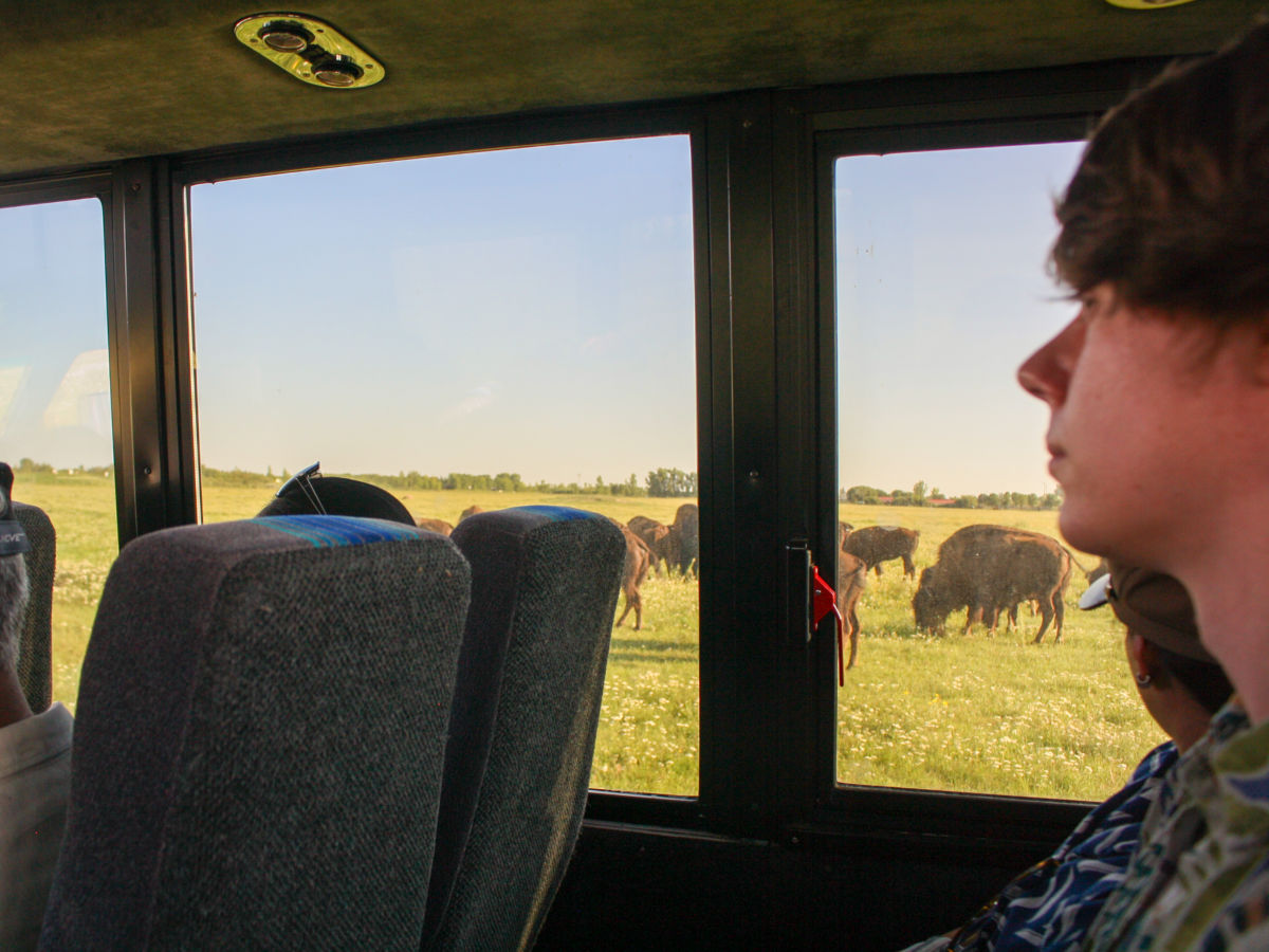 A herd of bison seen from inside the tour bus