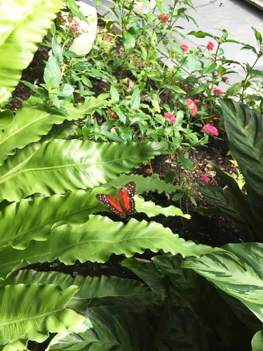 A butterfly on the leaves