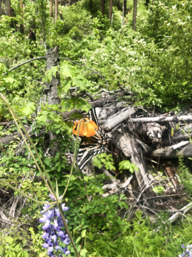 Closeup look of a butterfly on the trail