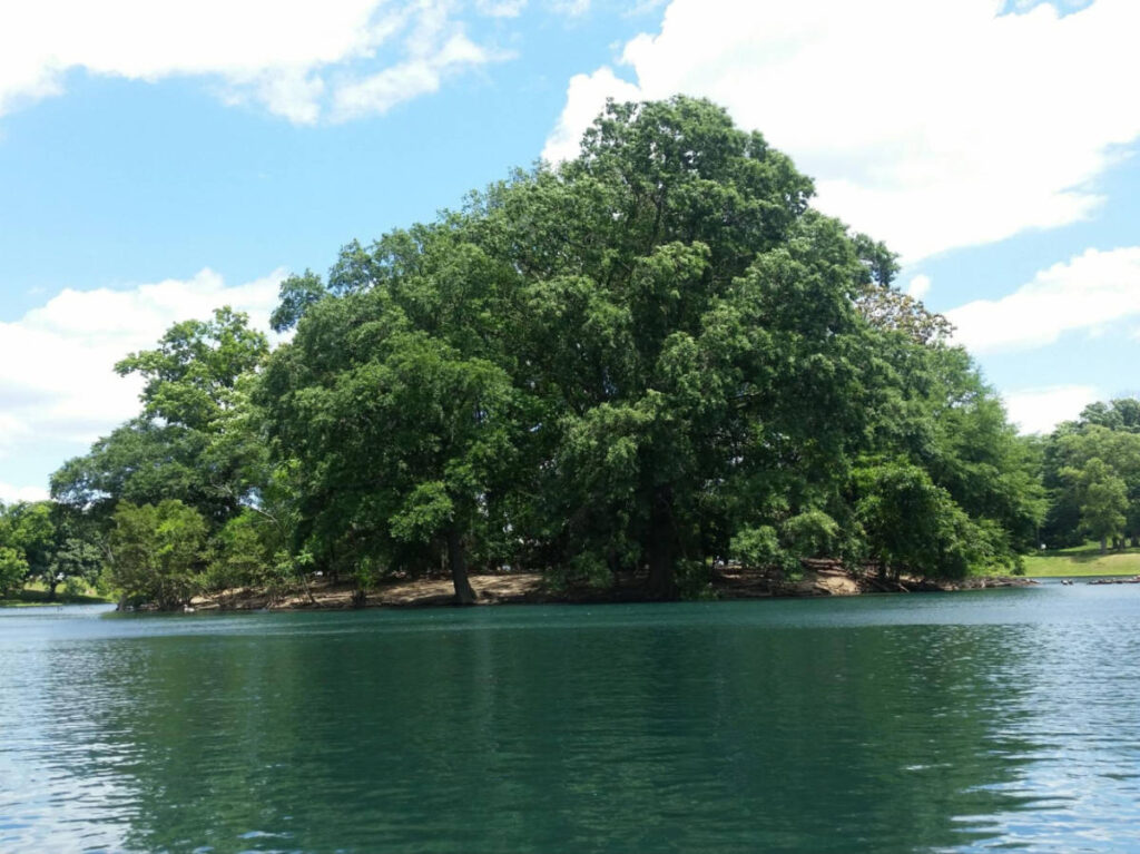 View of the lush greenery around the Byrd Park