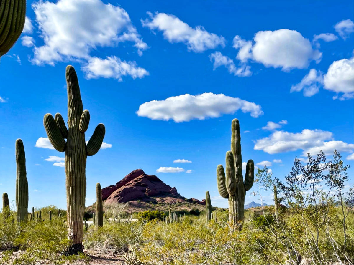 View of the cacti around the Papago Park on a sunny day
