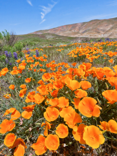 A field of vibrant poppies