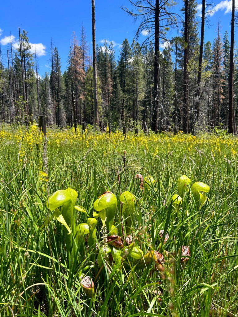 Clear blue sky over the California’s rare pitcher plants
