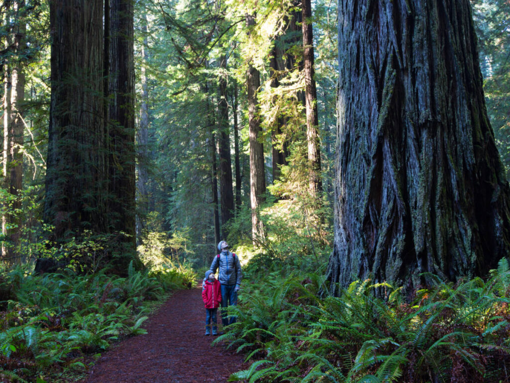 A father and son at the California’s Redwood National Park