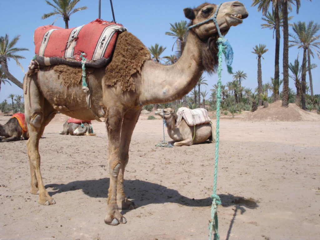 Closeup look of a camel in the Palmeraie