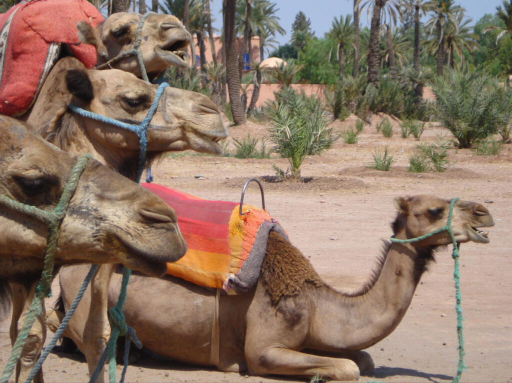 A caravan of Camels at The Palmeraie
