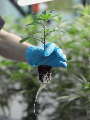 A hand with gloves holding a cannabis plant