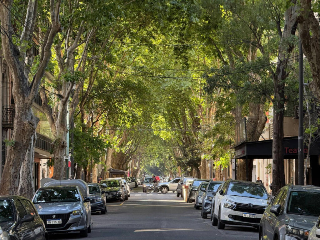 The thick canopy of trees over the Palermo Hollywood