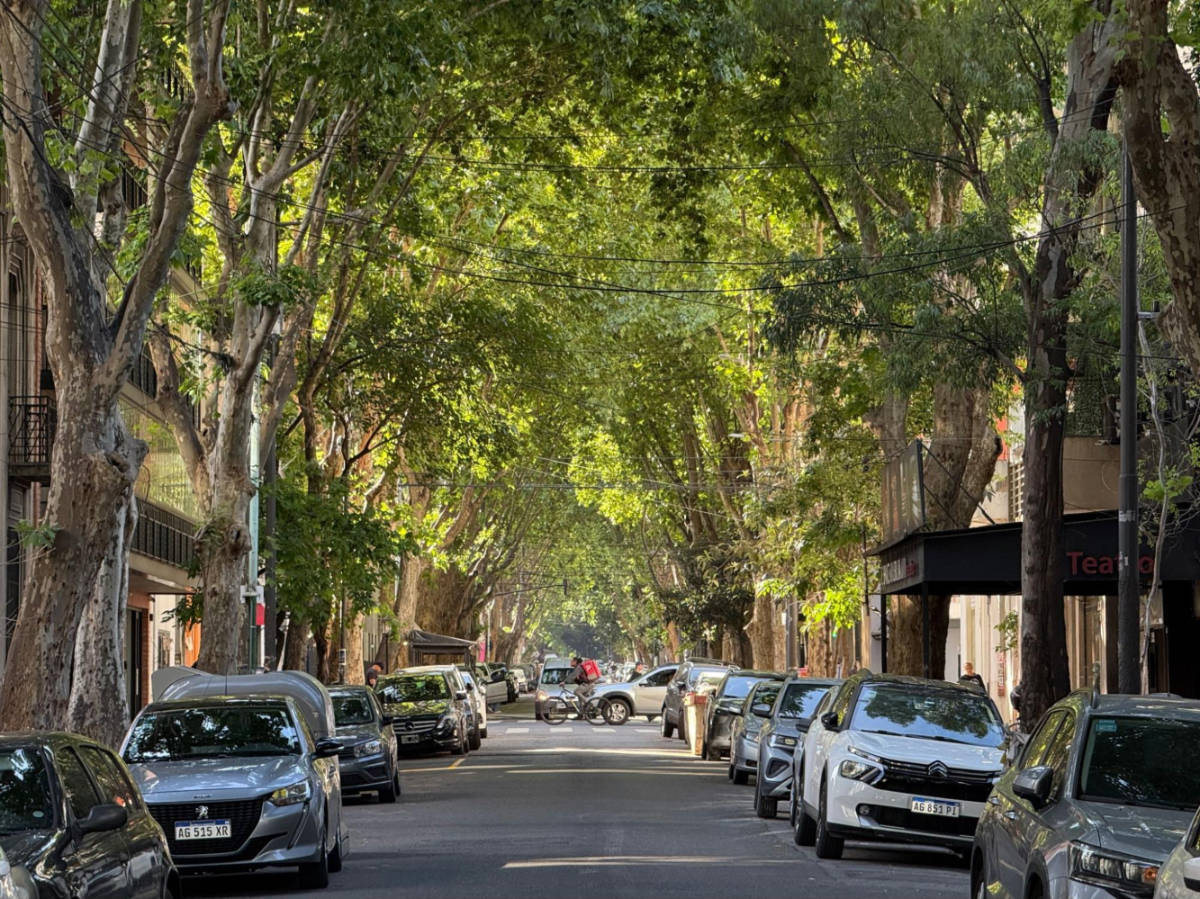The thick canopy of trees over the Palermo Hollywood