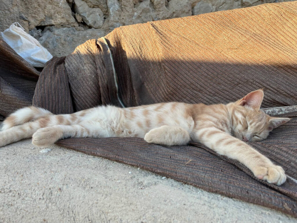 A cat sleeping peacefully at the Pyrgos Kallistis