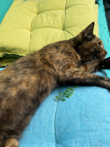 A cat chilling at the Athens Cat Cafe