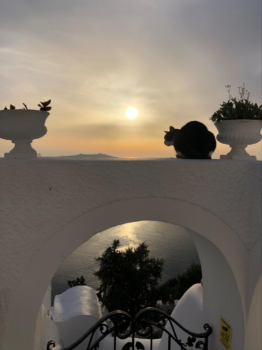 A scenic view of a cat above the archway at sunset in Santorini