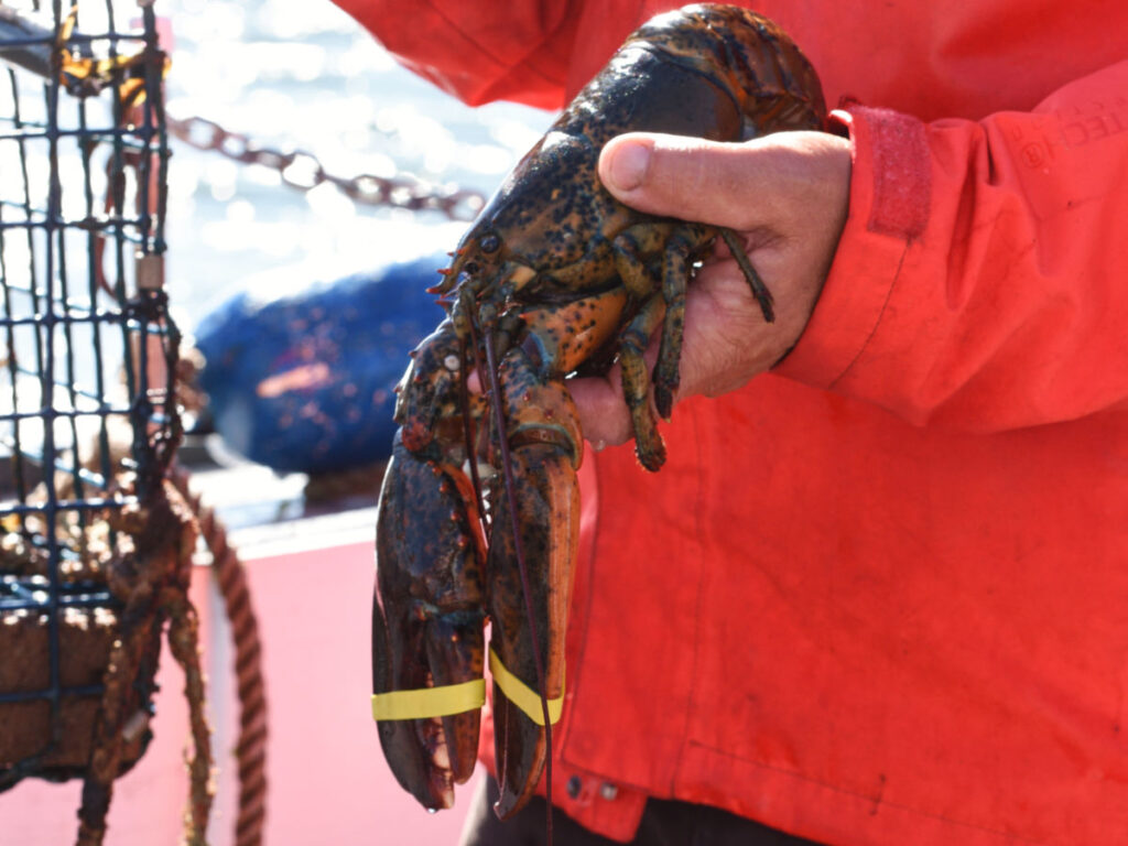 A man holding a lobster