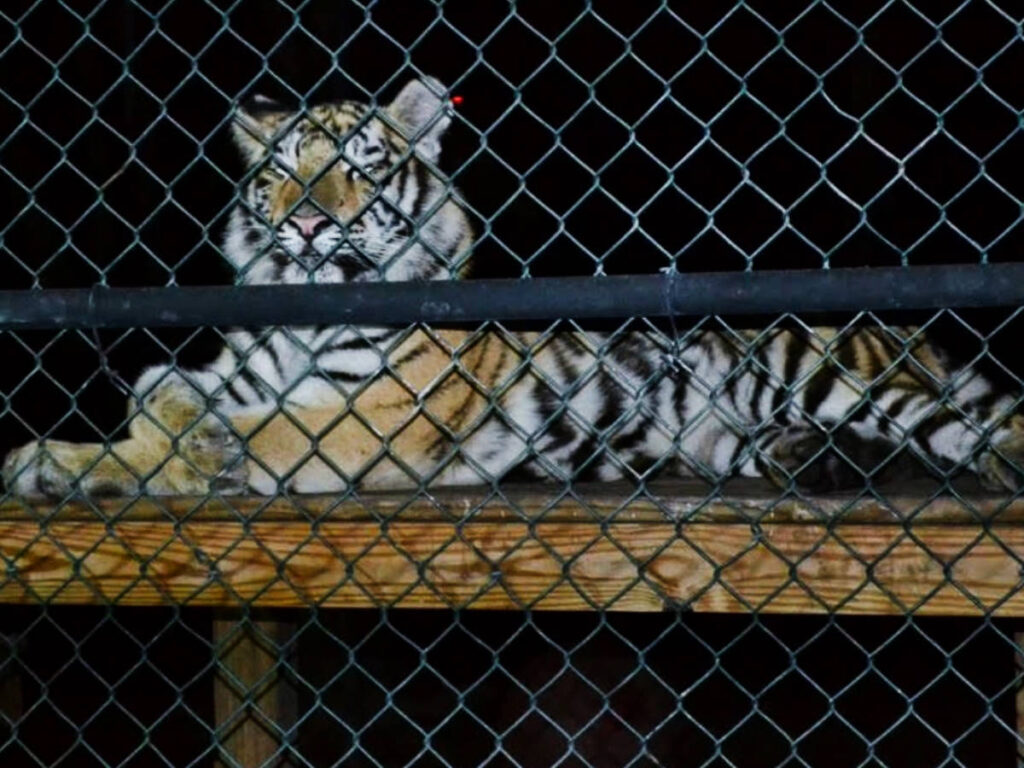 A mountain lion on its cage at the Catty Shack Ranch Wildlife Sanctuary