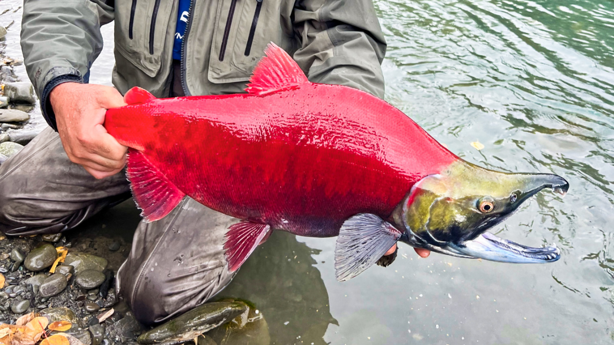 A man's hands holding the huge sockeye salmon