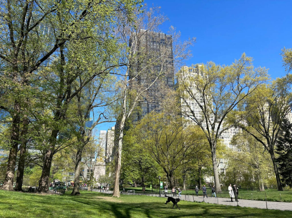 Clear blue sky over the Central Park