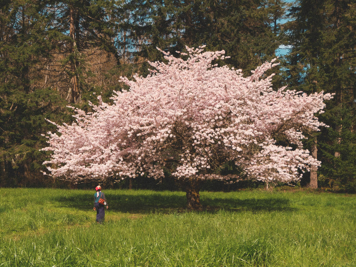 The author Chelsea Booker, admiring the huge cherry blossom tree in peak bloom at the Bloedel Reserve