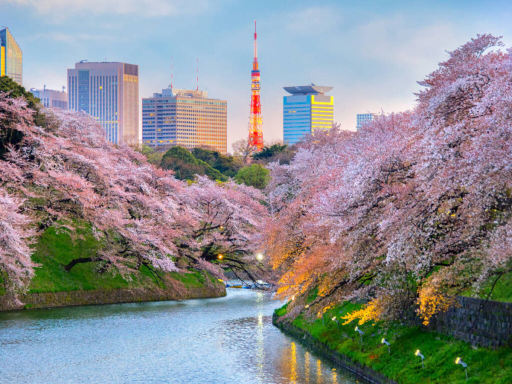 View of cherry blossom trees in Tokyo