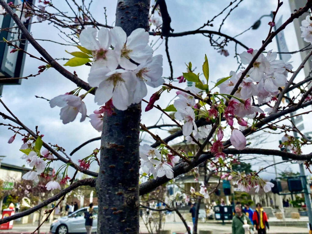 Closeup look of the blooming cherry blossoms in Japantown