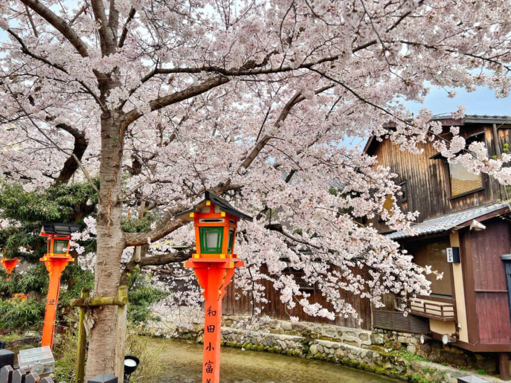 View of the full bloom cherry blossom trees along Shirakawa Canal 