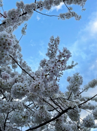 Close up view of cherry blossoms in Washington DC