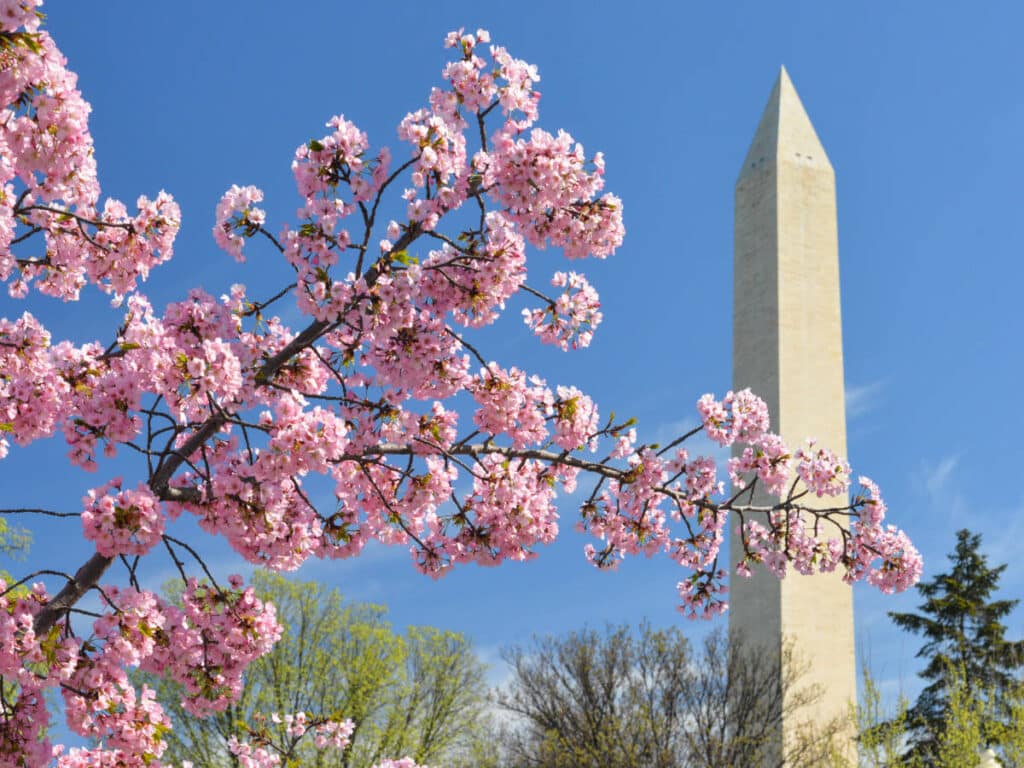 Clear blue sky over the Washington Monument and cherry blossom tree in Washington DC