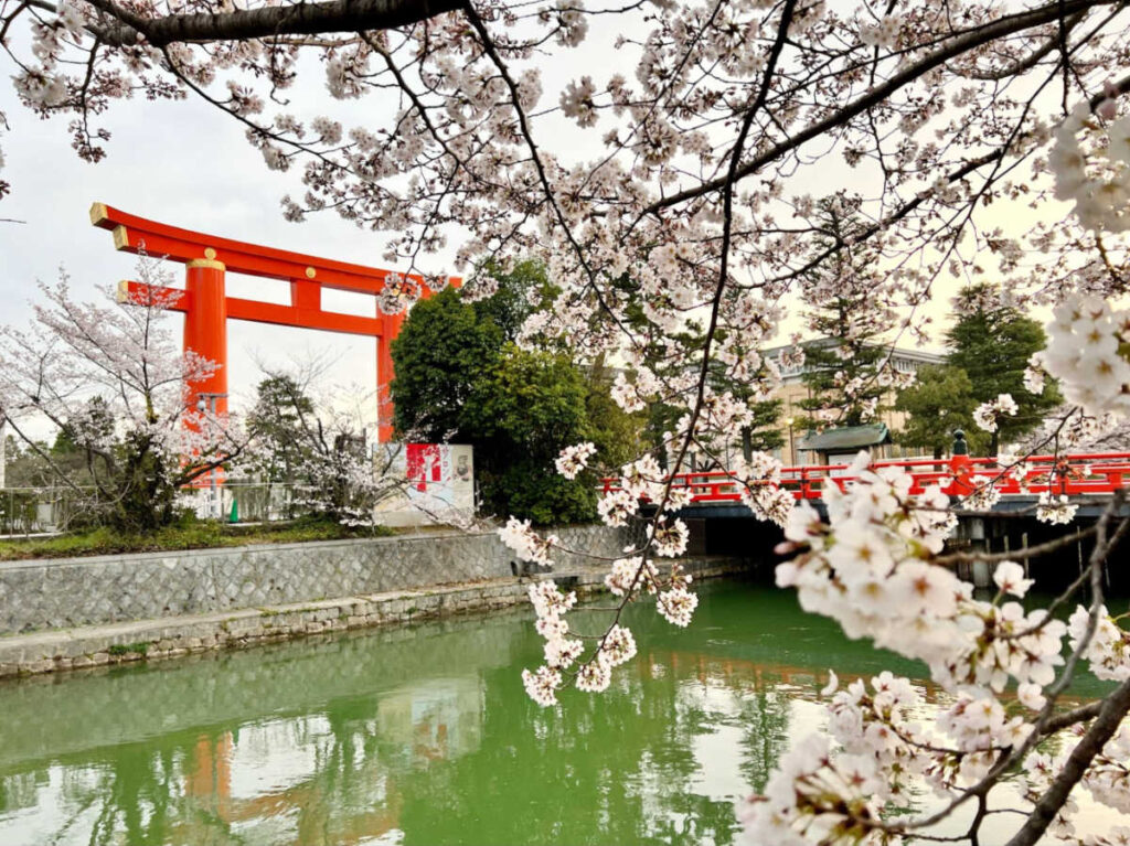 View of the waterfront giant Torii gate framed by cherry blossoms