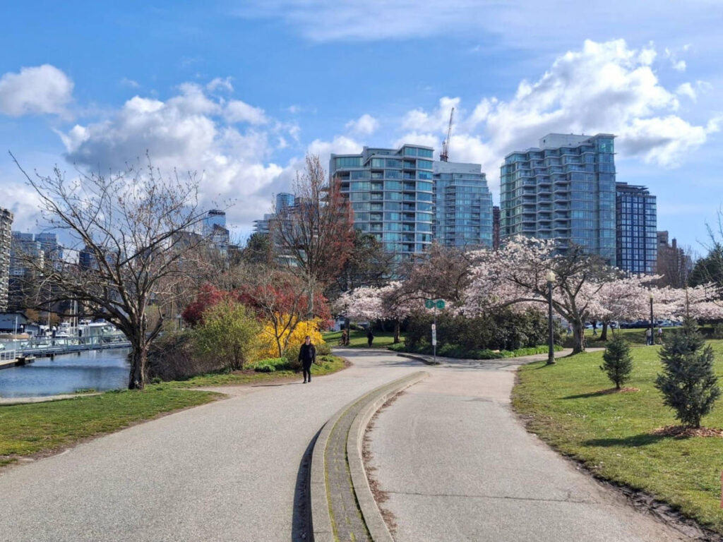 Panoramic view of the cherry blossoms and the city skyline in the Coal Harbour