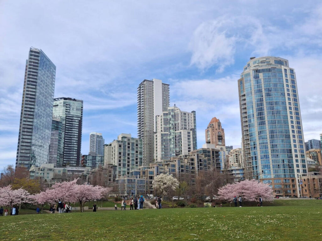 View of the cherry blossoms in front of the high rises in David Lam Park
