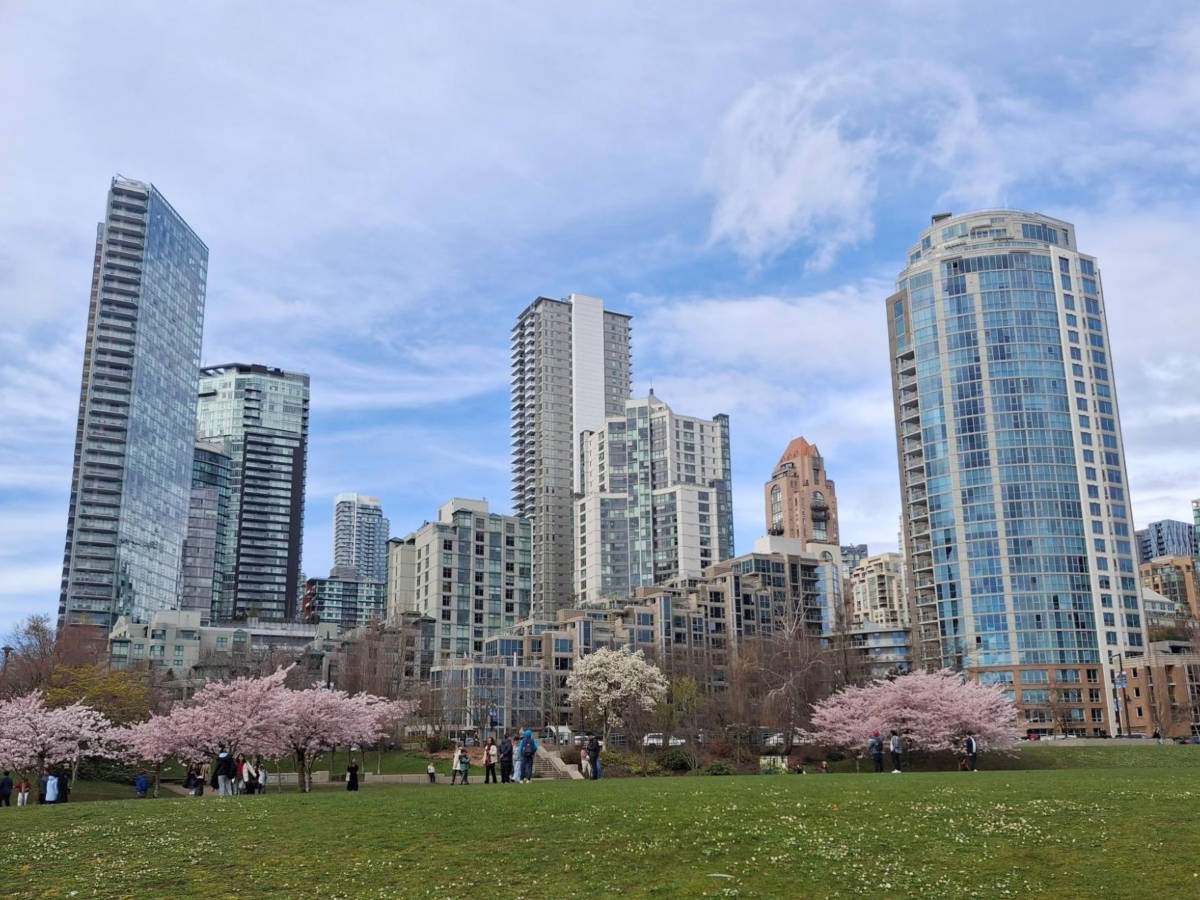 View of the cherry blossoms in front of the high rises in David Lam Park