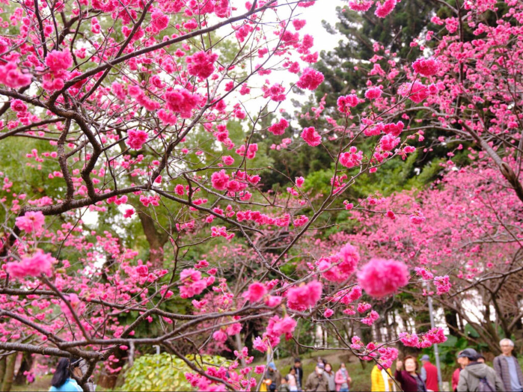 Blooming cherry blossoms in Taipei, Taiwan