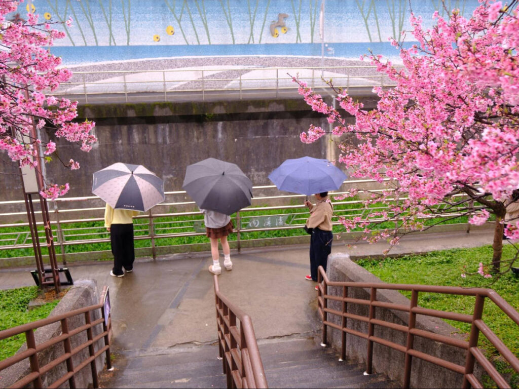 View of cherry blossoms in Taipei