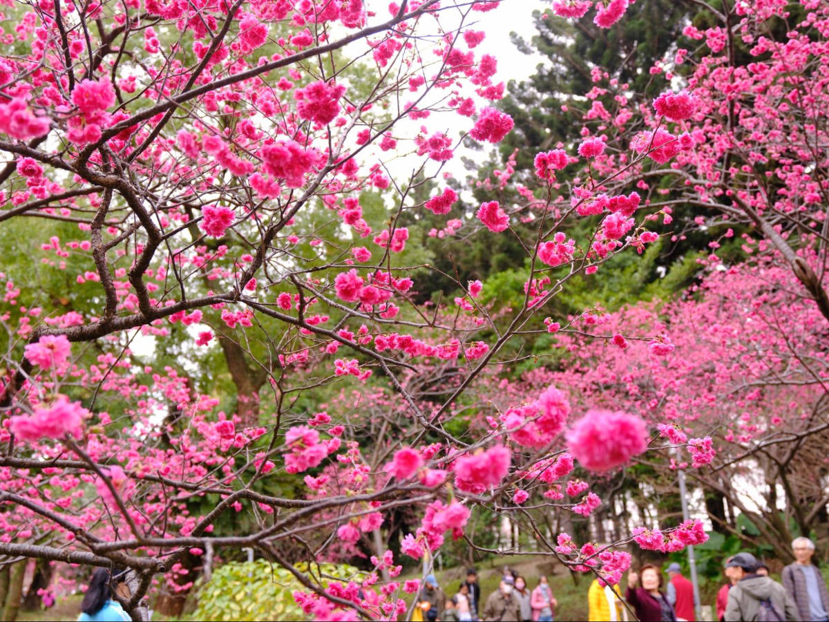 Blooming cherry blossoms in Taipei, Taiwan