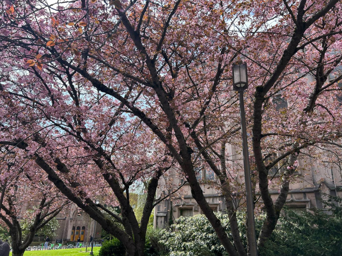 View of the Cherry Blossoms at the University of Washington