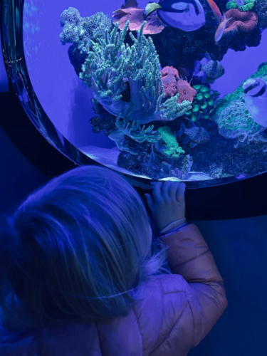 A child admiring the aquarium in The Aquarium of Western Australia