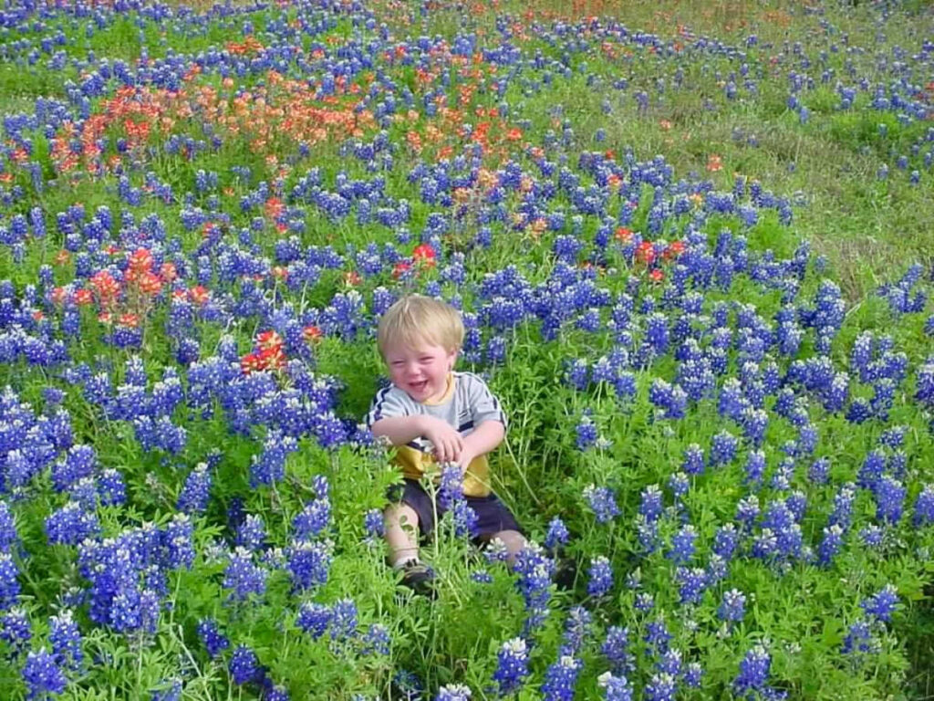 A kid surrounded by bluebonnets