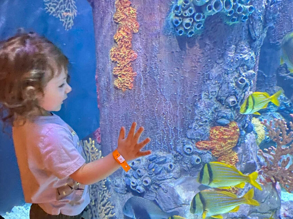 A child looking at the colorful aquarium
