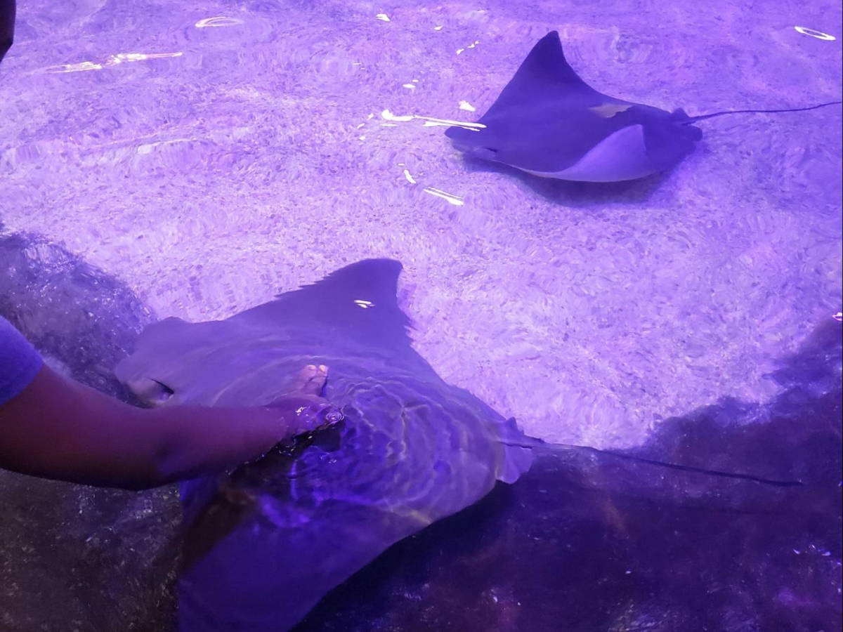 A child's hand touching the stingray at the Touch Tank at Adventure Aquarium