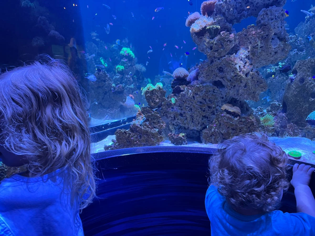 The children checking out the aquarium at the Tennessee Aquarium