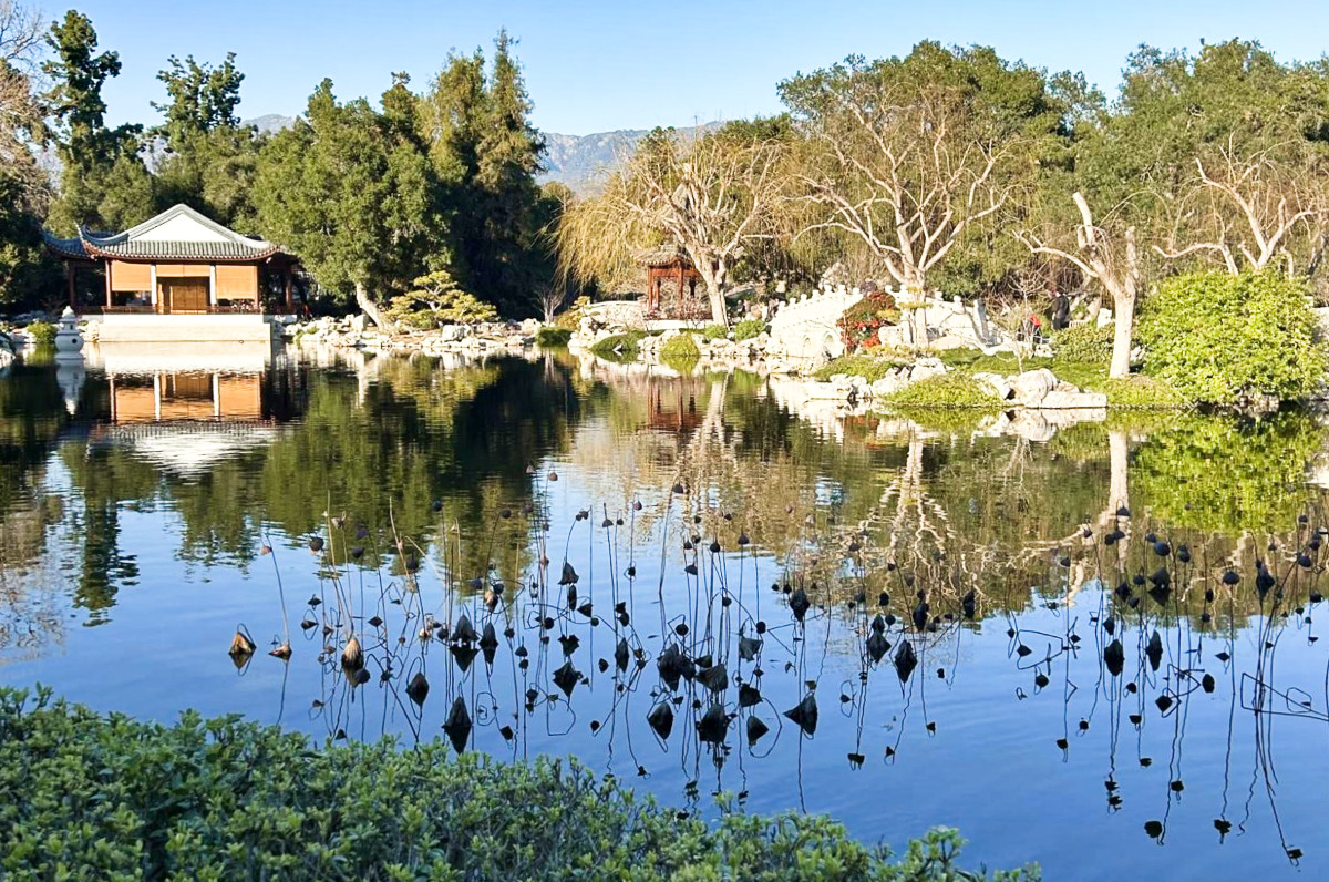 View of the trees reflecting on the water near the Chinese Garden at the Huntington Library