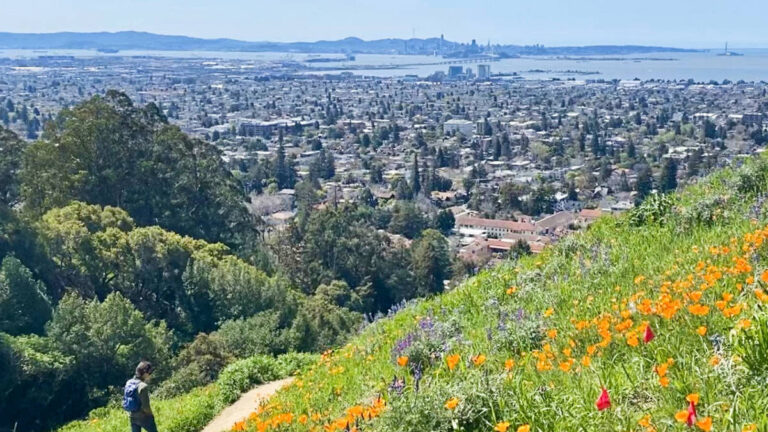 A man walking near the field of poppies at the Claremont Canyon Regional Preserve with an overlooking view of the cityscape
