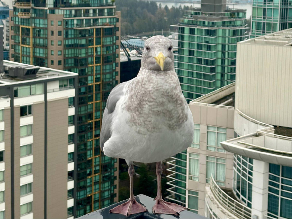 Close up view of a bird on a balcony