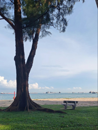 A bench under a huge tree near the coastline in Singapore’s East Coast Park