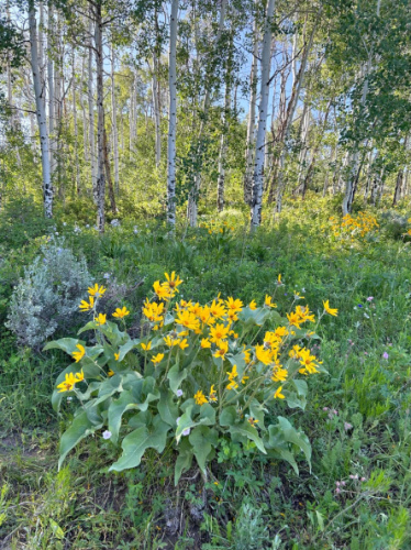 View of colorful flowers along the way during a hike