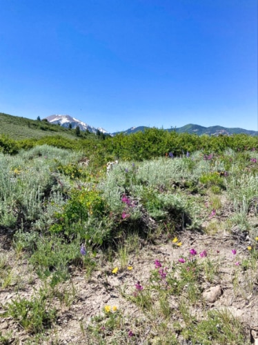Closeup view of the colorful wildflowers near the La Sal Mountains