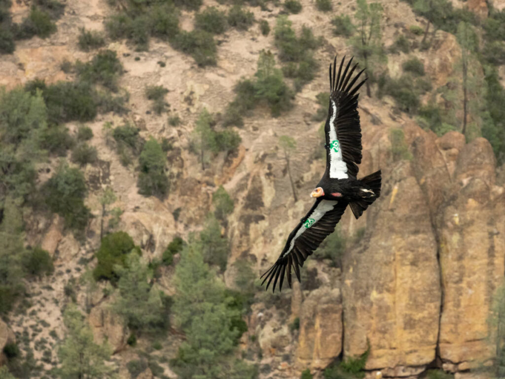 A condor soars above the rocks of Pinnacles National Park